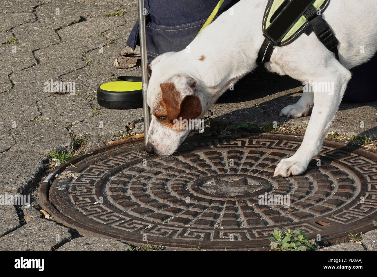 Cane di ratto a lavoro e pronto per entrare in azione Foto Stock