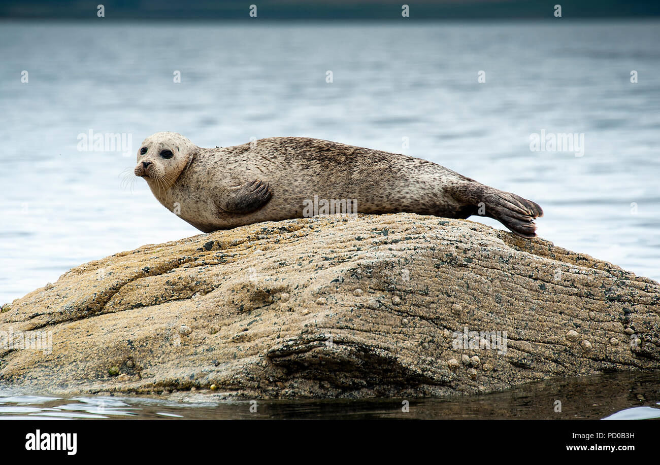 Comune o la guarnizione del porto di crogiolarsi su roccia, Scozia (Phoca vitulina) Foto Stock