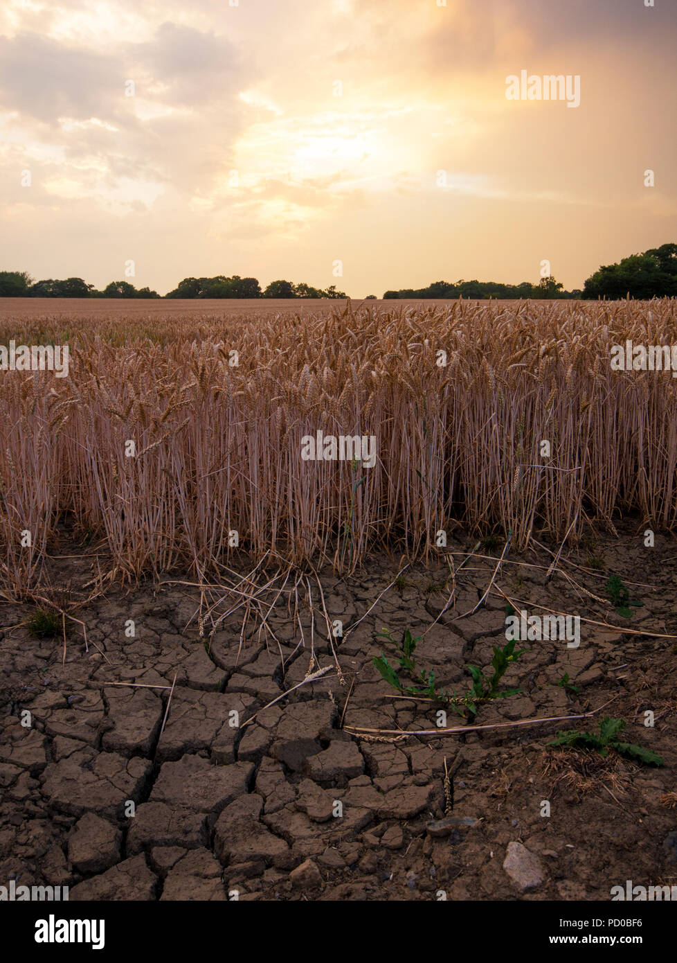 Incrinato e asciugare campo di grano al tramonto Foto Stock