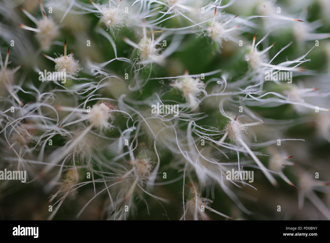Close up di cactus spine o glochids Foto Stock