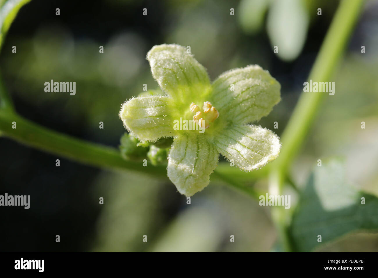 White bryony, Bryonia dioica Foto Stock