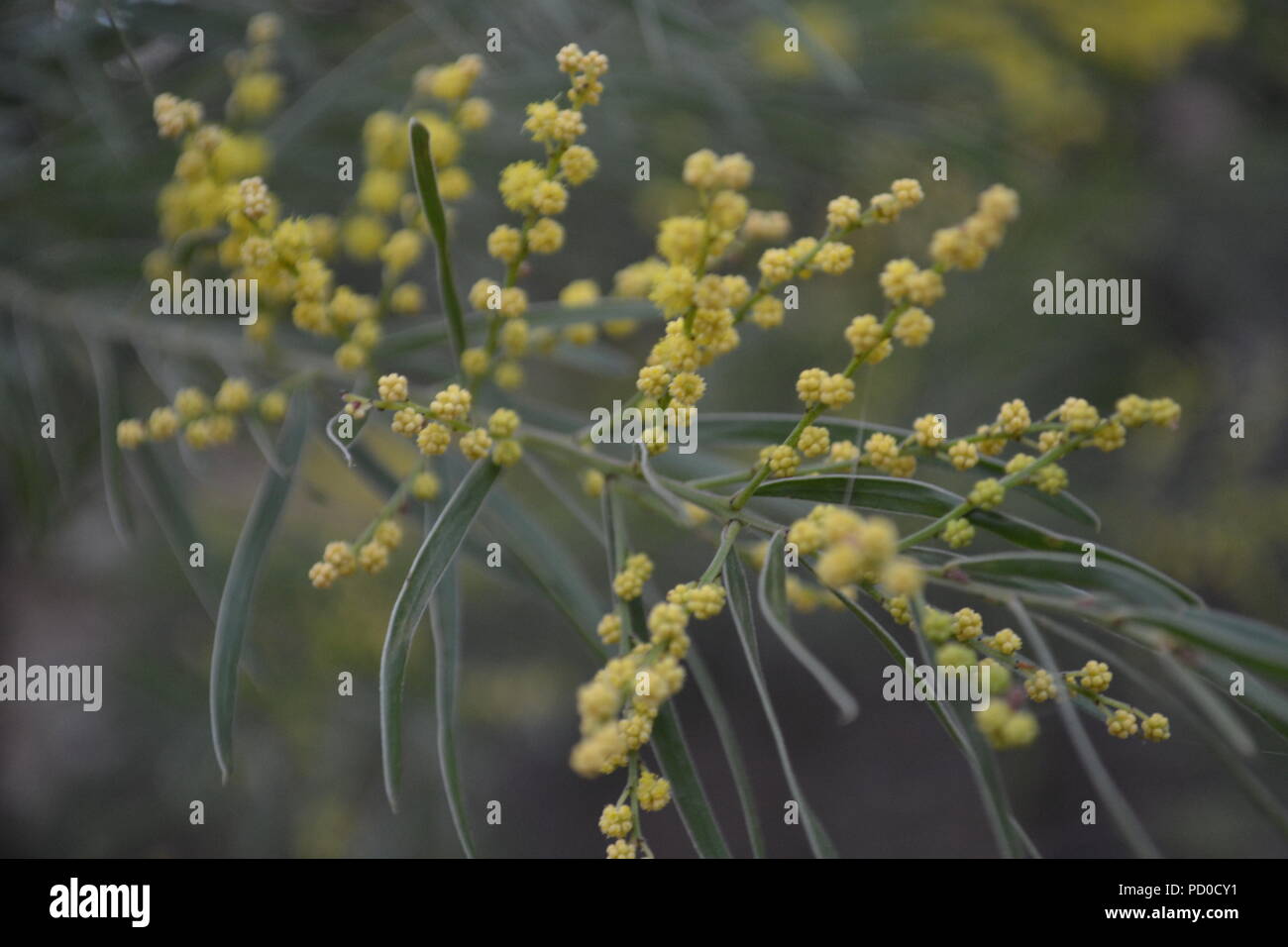 Davies Creek nei pressi di Mareeba Aeroporto, North Queensland. Foto Stock