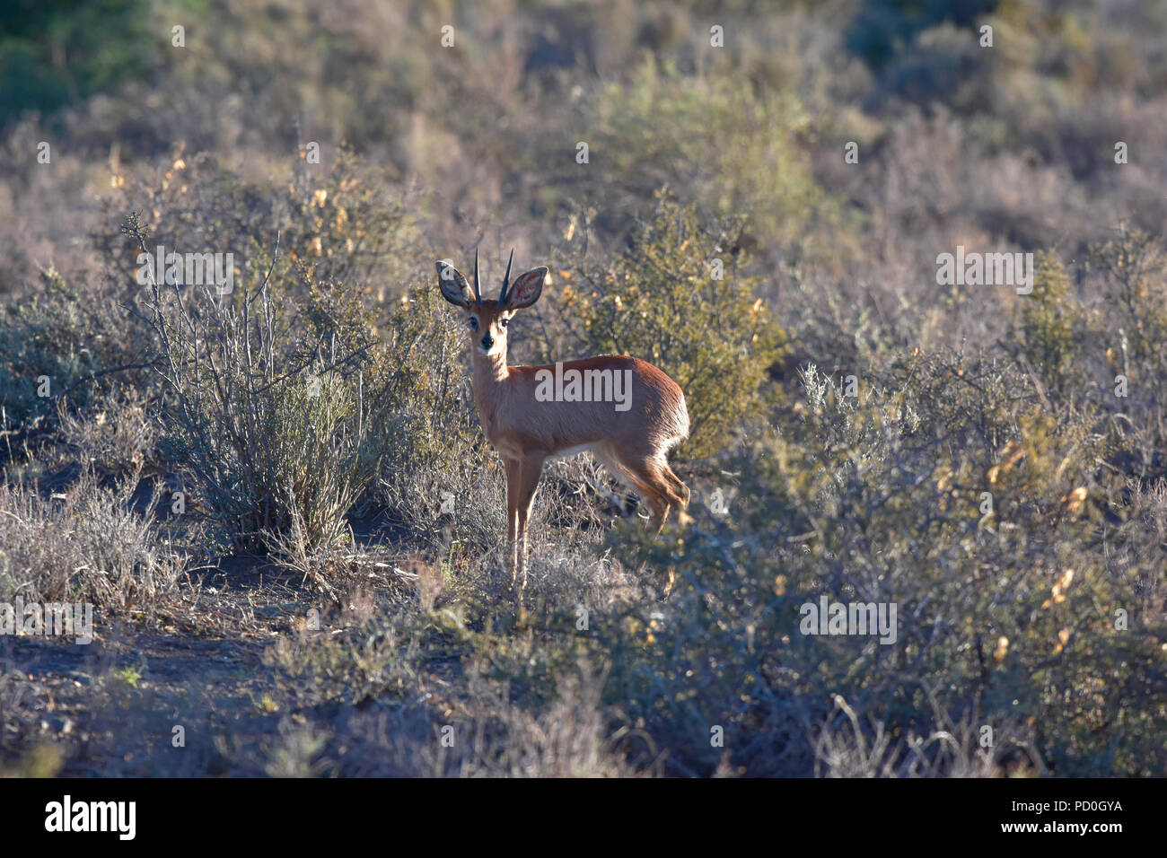 Sud Africa, una fantastica destinazione di viaggio per sperimentare e terzo e primo mondo insieme. Diminutivo steenbok ram nel Karoo National Park. Foto Stock