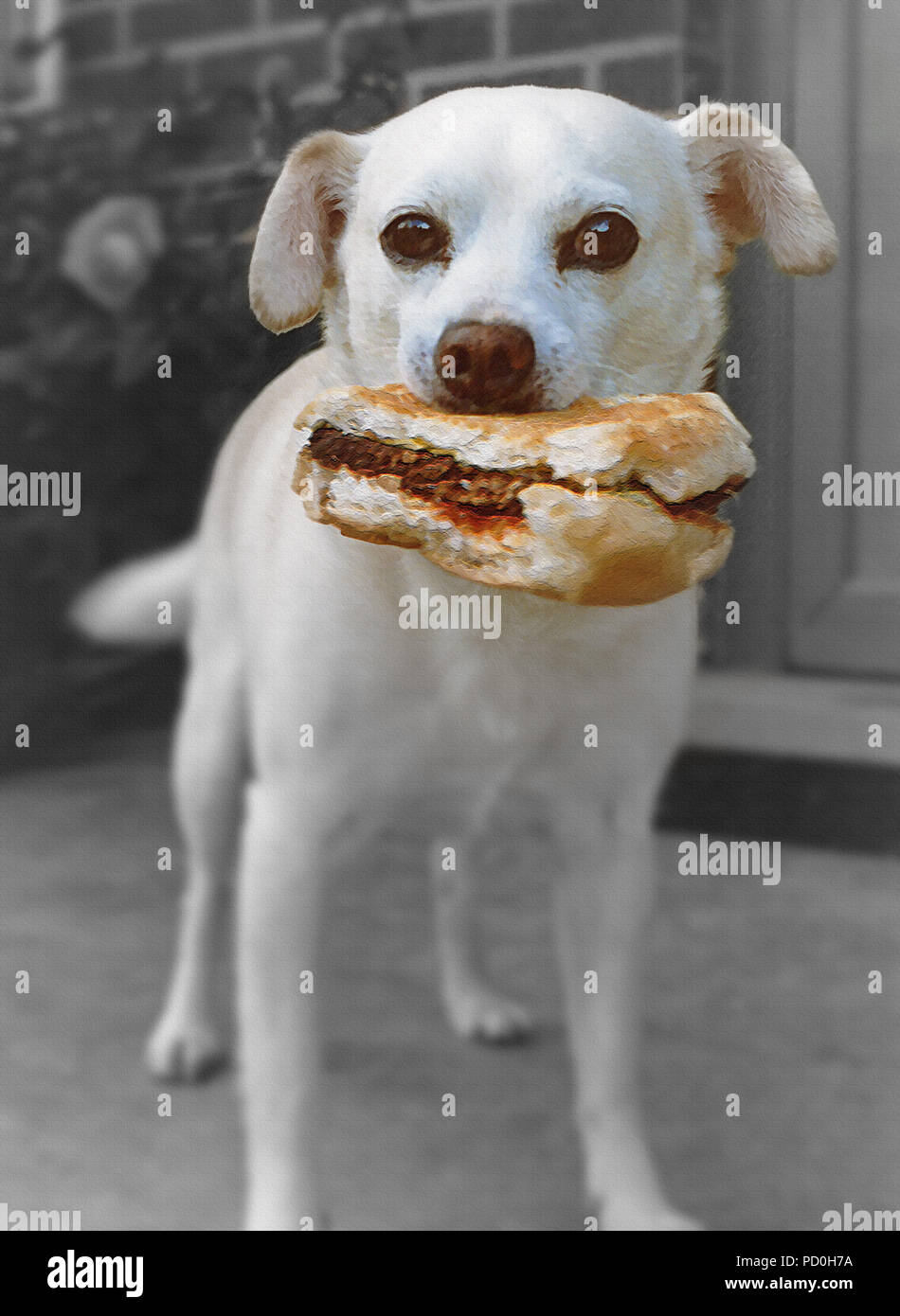 Una bella foto di un piccolo cane di famiglia che ha ottenuto ahold di big burger per il suo pranzo. Foto originale è stata resa pittorica di testurizzati, e altrimenti enhan Foto Stock