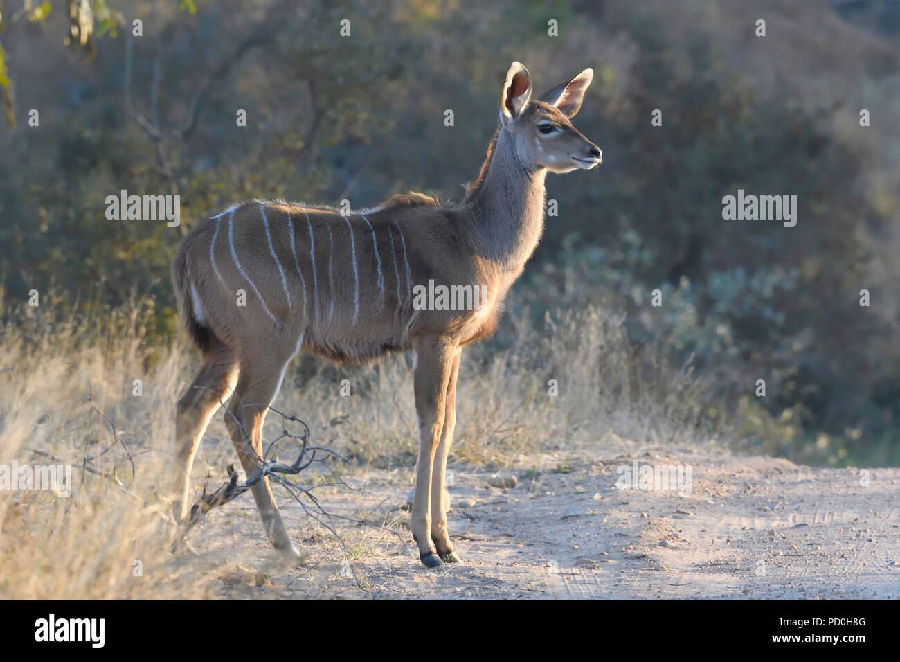 Sud Africa, una fantastica destinazione di viaggio per sperimentare e terzo e primo mondo insieme. Giovani maggiore kudu mucca nel parco di Kruger. Foto Stock