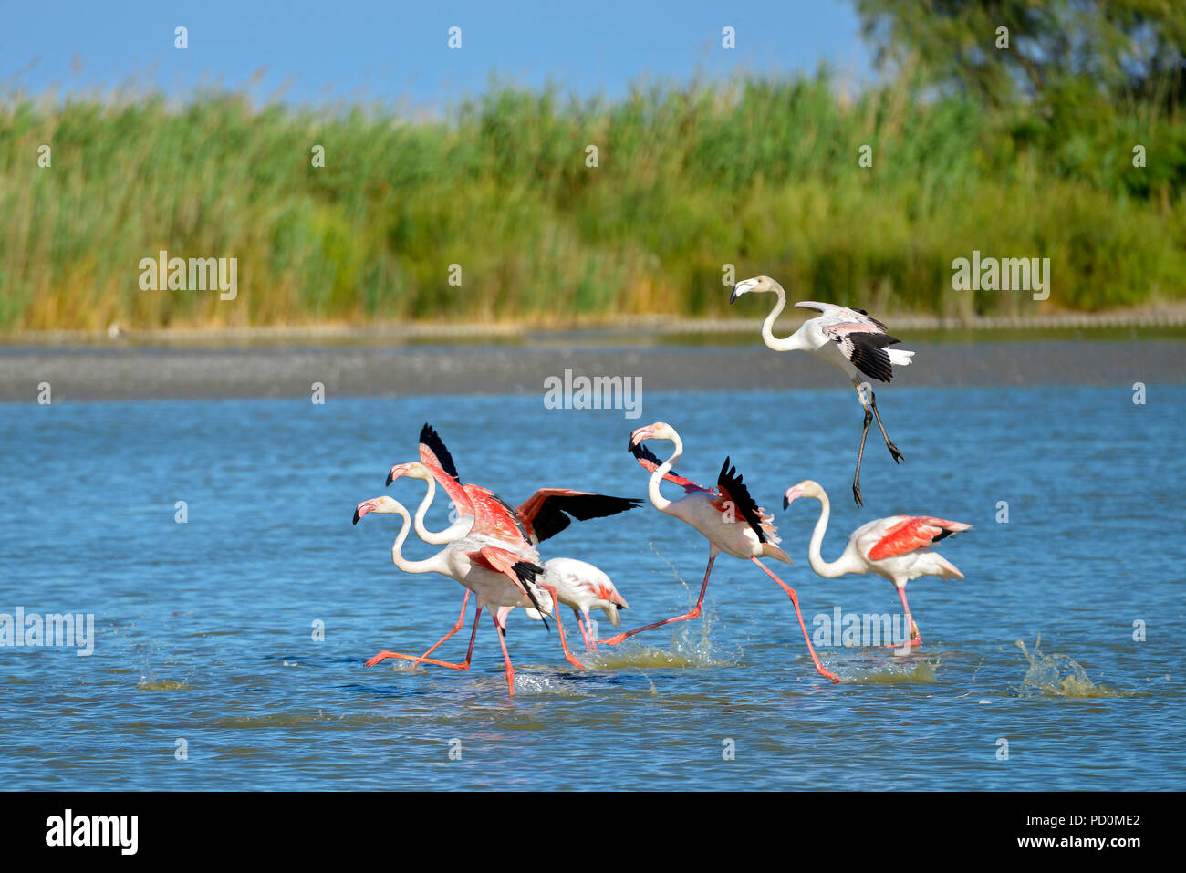 Fenicotteri rosa in esecuzione su acqua (Phoenicopterus ruber) dopo un volo, in Camargue è una regione naturale si trova a sud di Arles in Francia Foto Stock