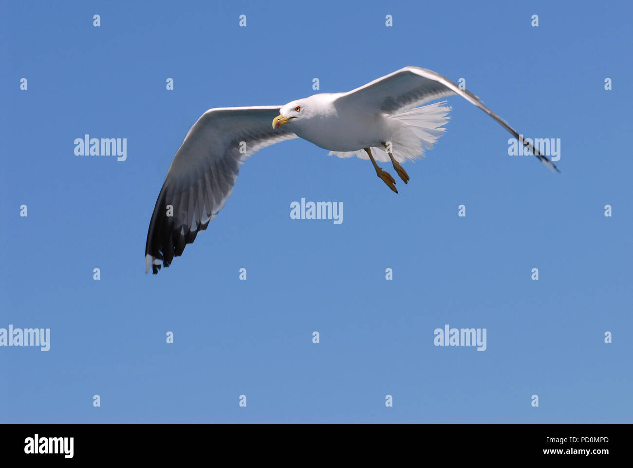 Seagull (Larus) in volo sul cielo blu sullo sfondo Foto Stock