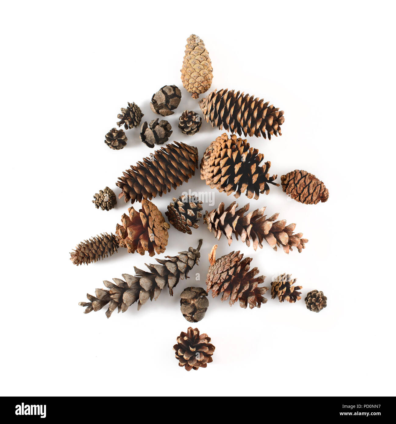 L'abete bianco fatta di coni vari alberi di conifere isolato su bianco, vista dall'alto. Copia gratuita dello spazio. Foto Stock