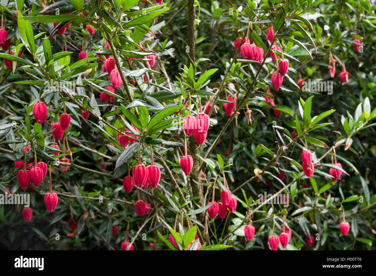 Crinodendron hookerianum Foto Stock