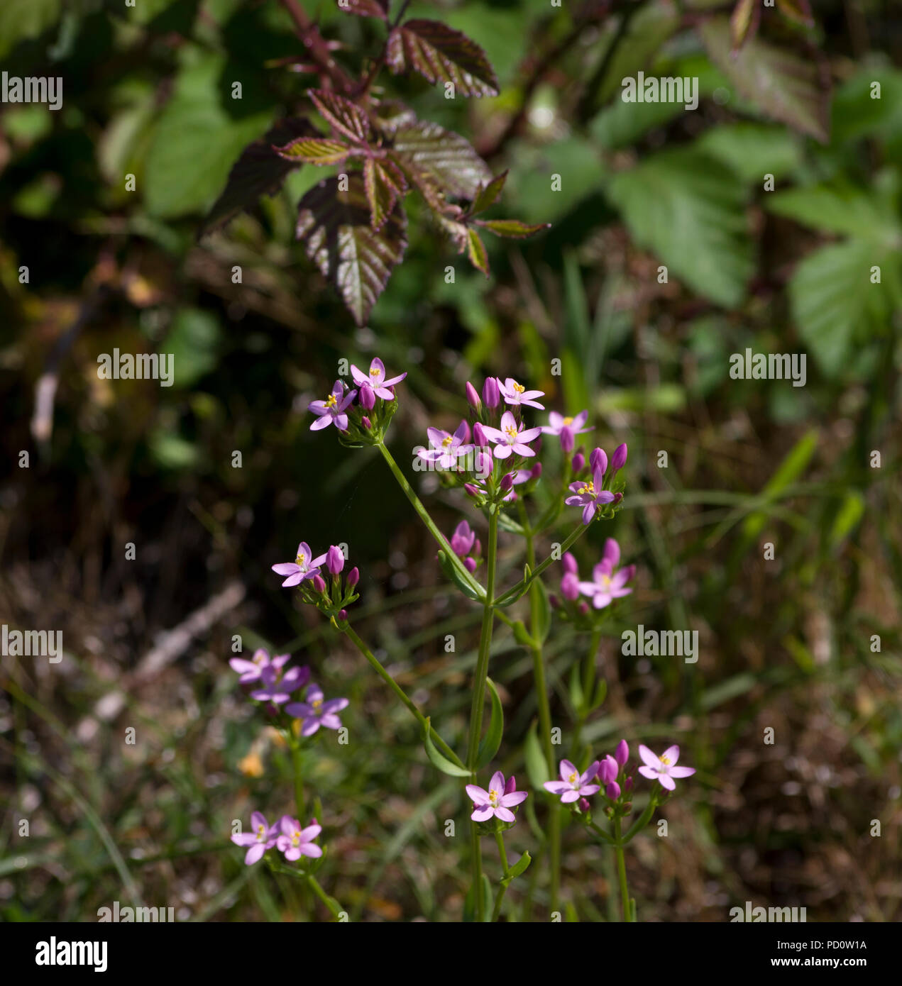Centaury-Centaurium comune erythraea Foto Stock