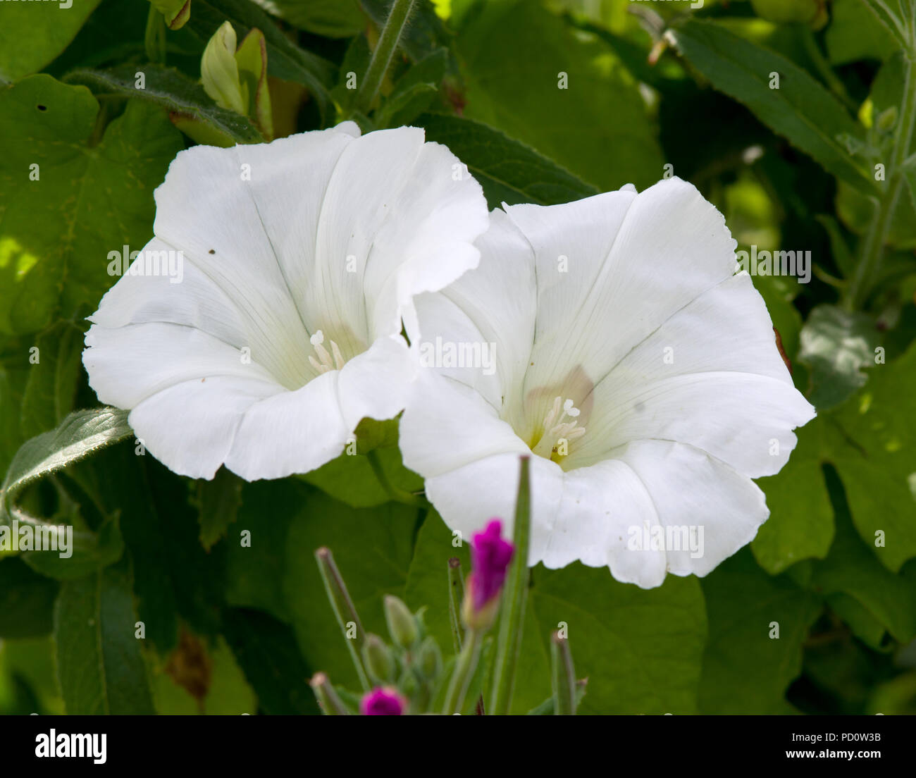 Hedge Centinodia fiori Foto Stock