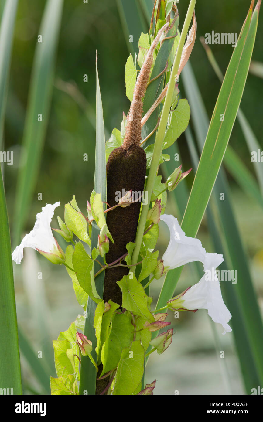 Hedge Centinodia arrampicata su giunco Foto Stock