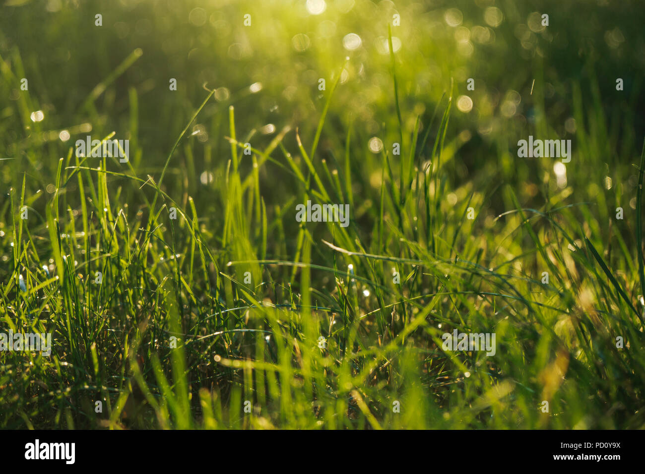 Foto di un campo di erba durante una pioggia di estate Foto Stock