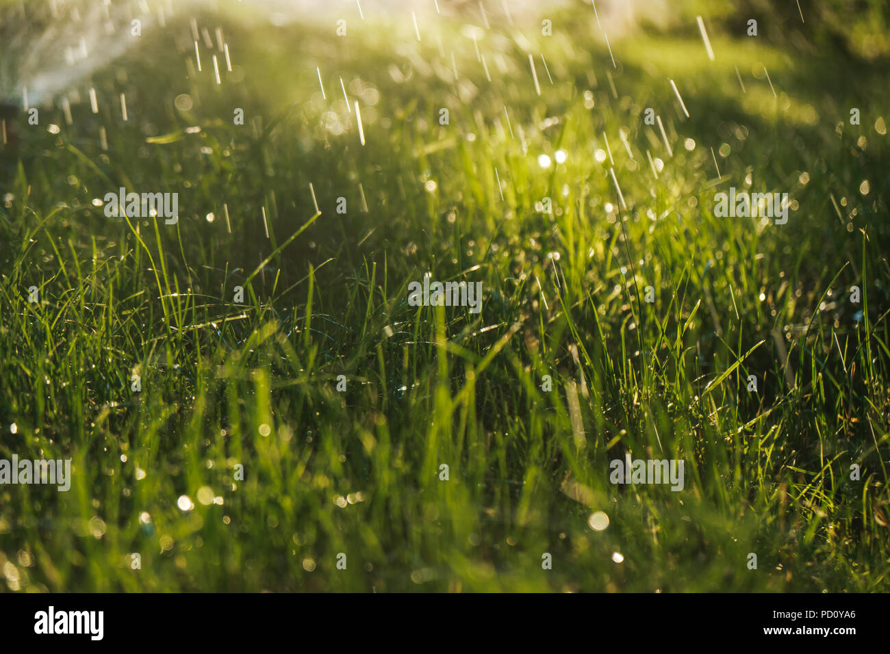 Foto di un irrigatore erba di irrigazione nel giardino in una calda giornata estiva Foto Stock
