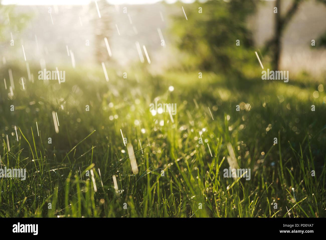 Foto di un campo di erba durante una pioggia di estate Foto Stock