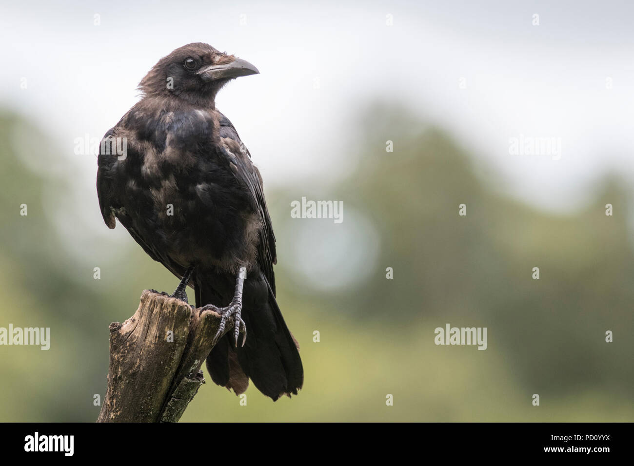 I capretti Carrion Crow (Corvus corone) appollaiato sul ceppo di albero, RSPB Lochwinnoch, Agosto 2018 Foto Stock