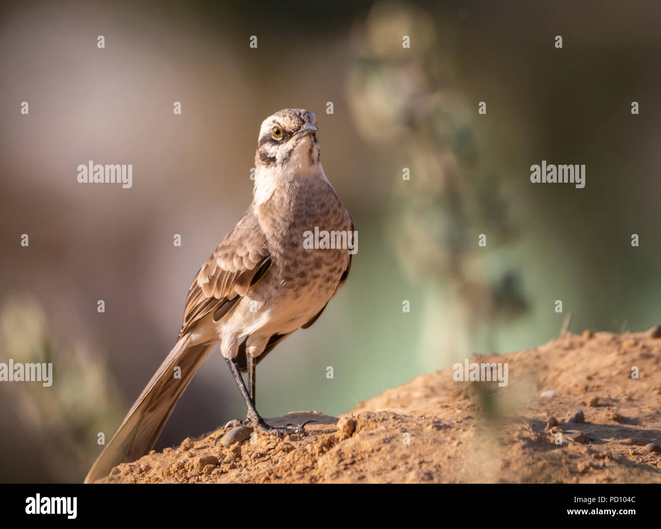 Lunga coda di mockingbird in un habitat costieri nel nord del Perù Foto Stock