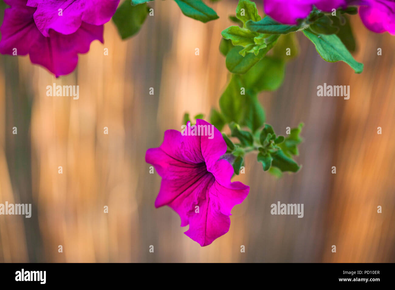 Bella viola intenso magenta fiori di petunia crescendo in estate il giardino balcone soleggiato durante la serata estiva Foto Stock