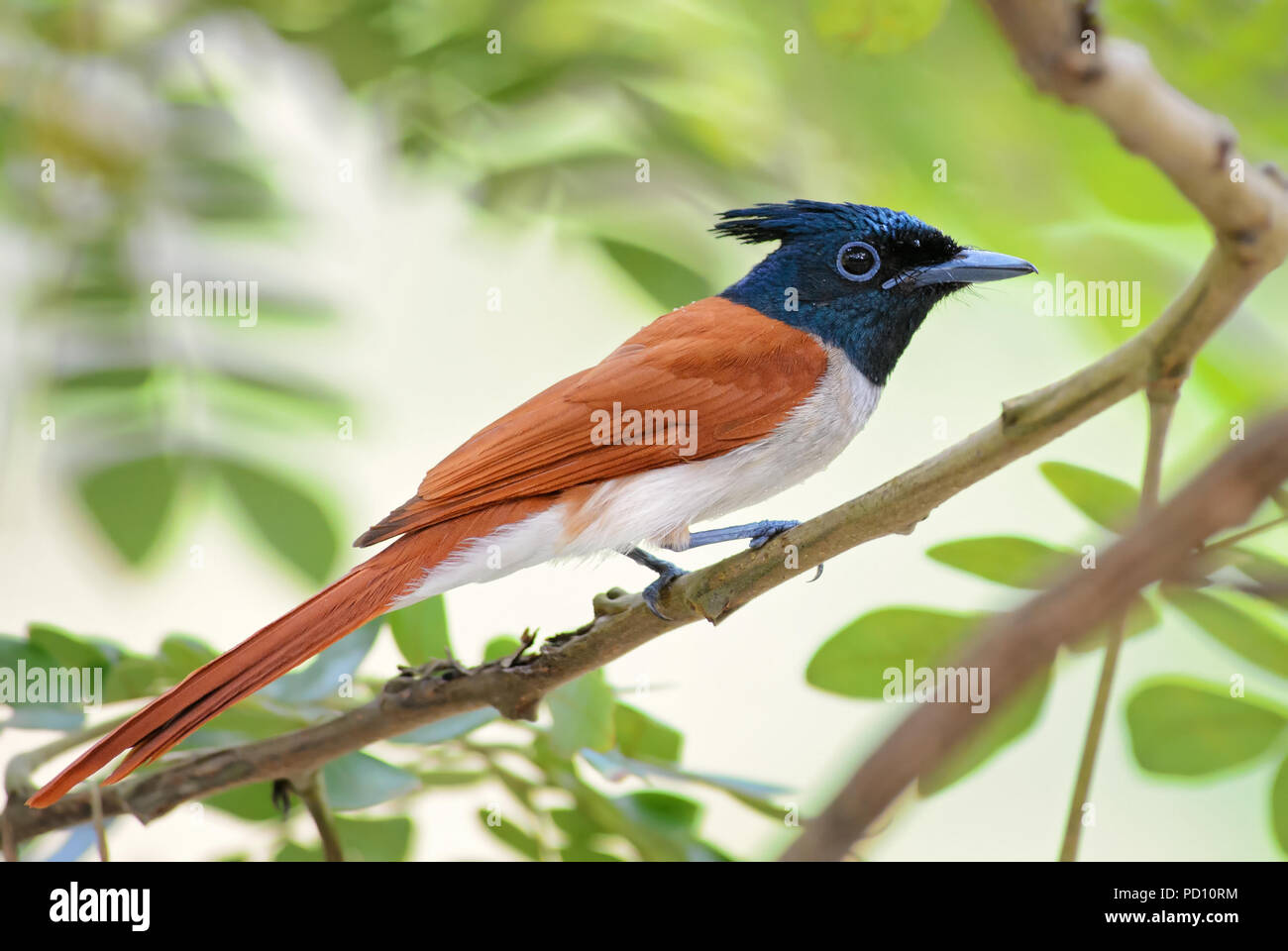 Paradiso asiatico-flycatcher - Terpsiphone paradisi, bella testa nera passerine bird da dello Sri Lanka di boschi e giardini. Foto Stock