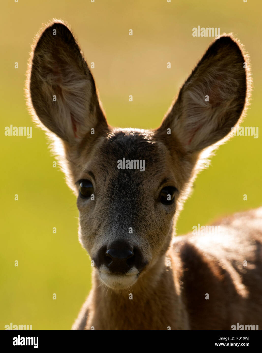 Un selvaggio il capriolo (Capreolus capreolus) fawn guarda curiosamente alla fotocamera, Warwickshire Foto Stock