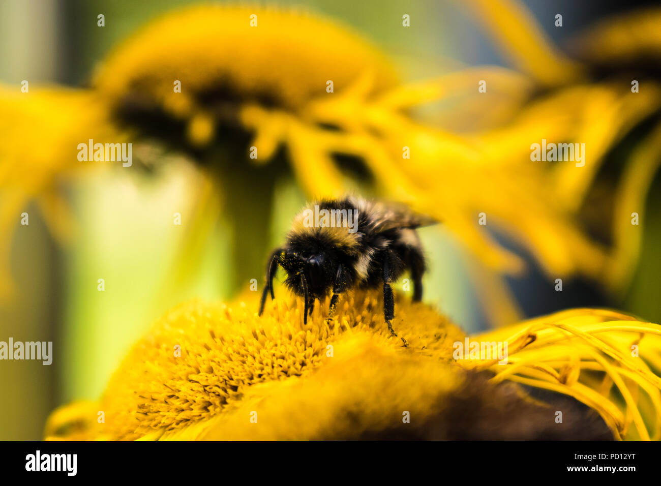 La vita di un insetto. Un buublebee lavorando sul fiore. Foto Stock