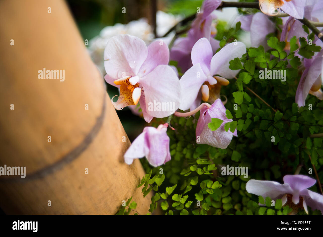 La tignola le orchidee al Eden Project. Foto Stock