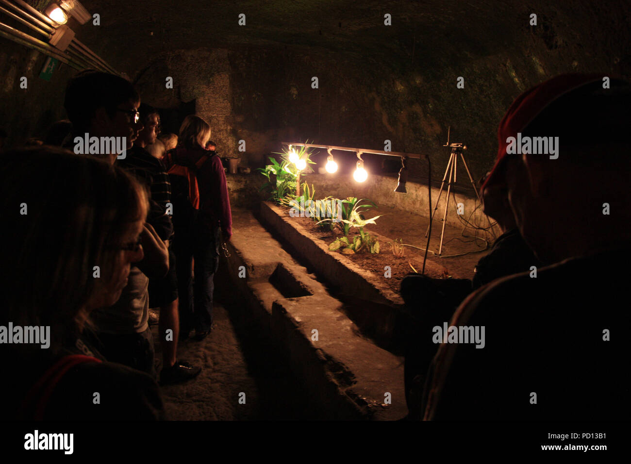Impianto di allevamento in metropolitana di Napoli, Italia, come una dimostrazione di come le persone sopravvissute in questi tunnel durante la seconda guerra mondiale Foto Stock
