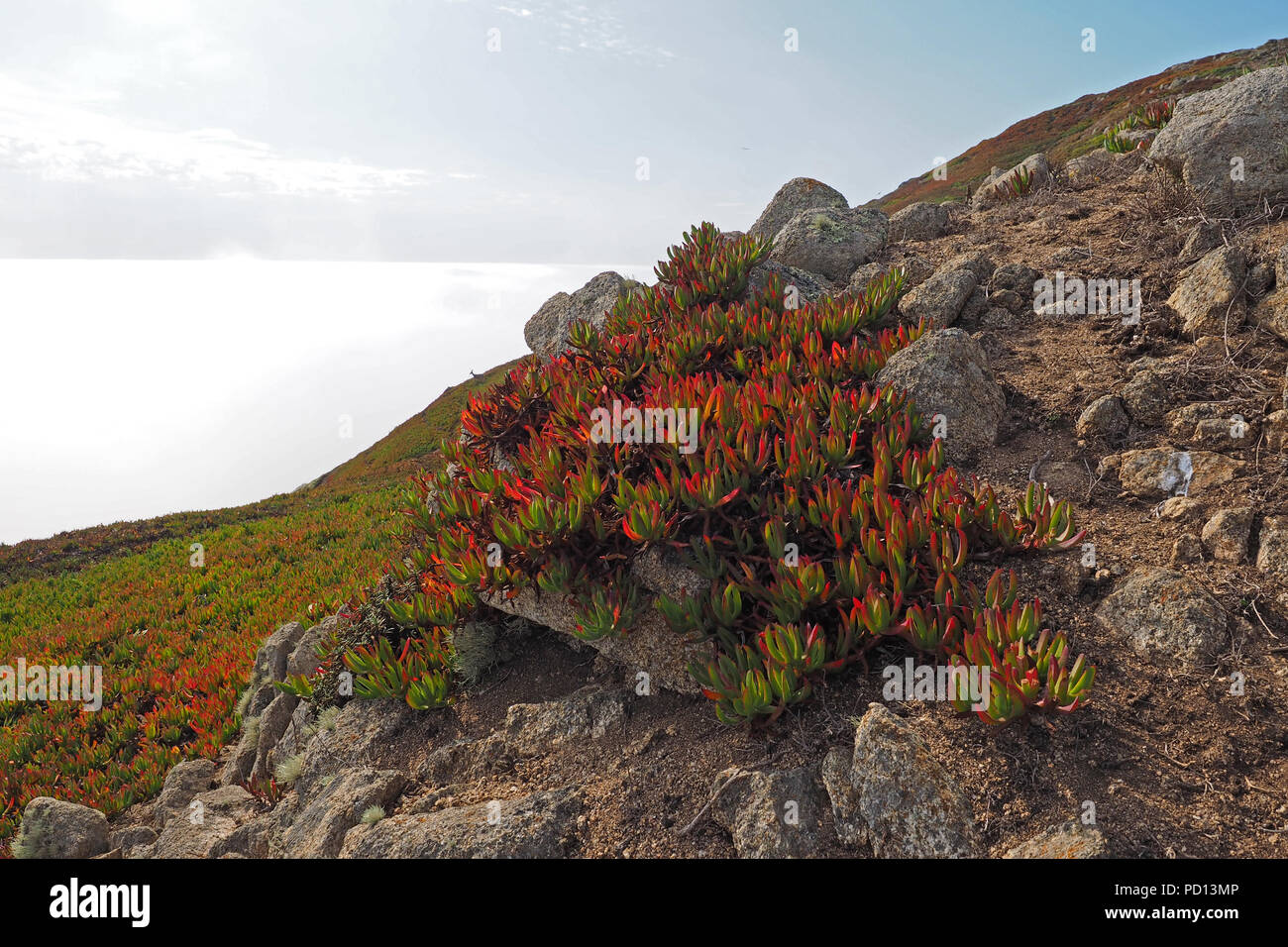 Il robusto shore e scogliere pf Point Reyes National Seashore nella California del nord. Foto Stock