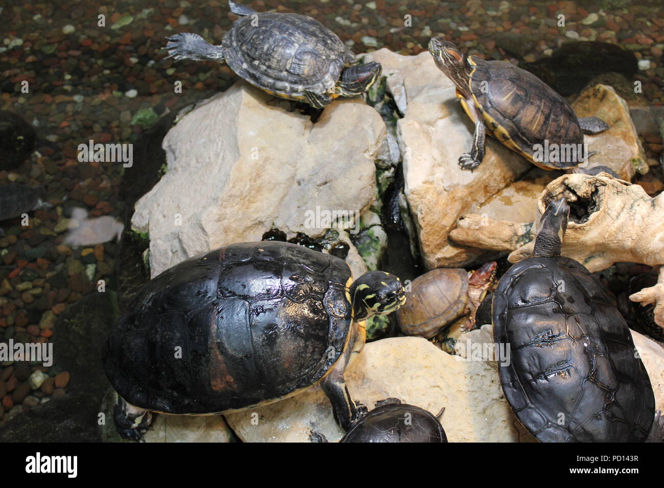 Tartarughe dipinte che si godono nel loro habitat naturale su rocce e pietre. Foto Stock