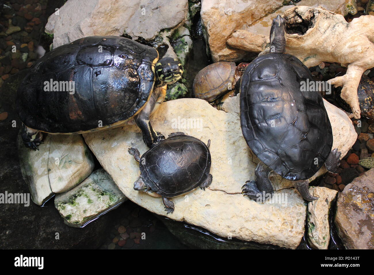 Tartarughe dipinte che si godono nel loro habitat naturale. Foto Stock