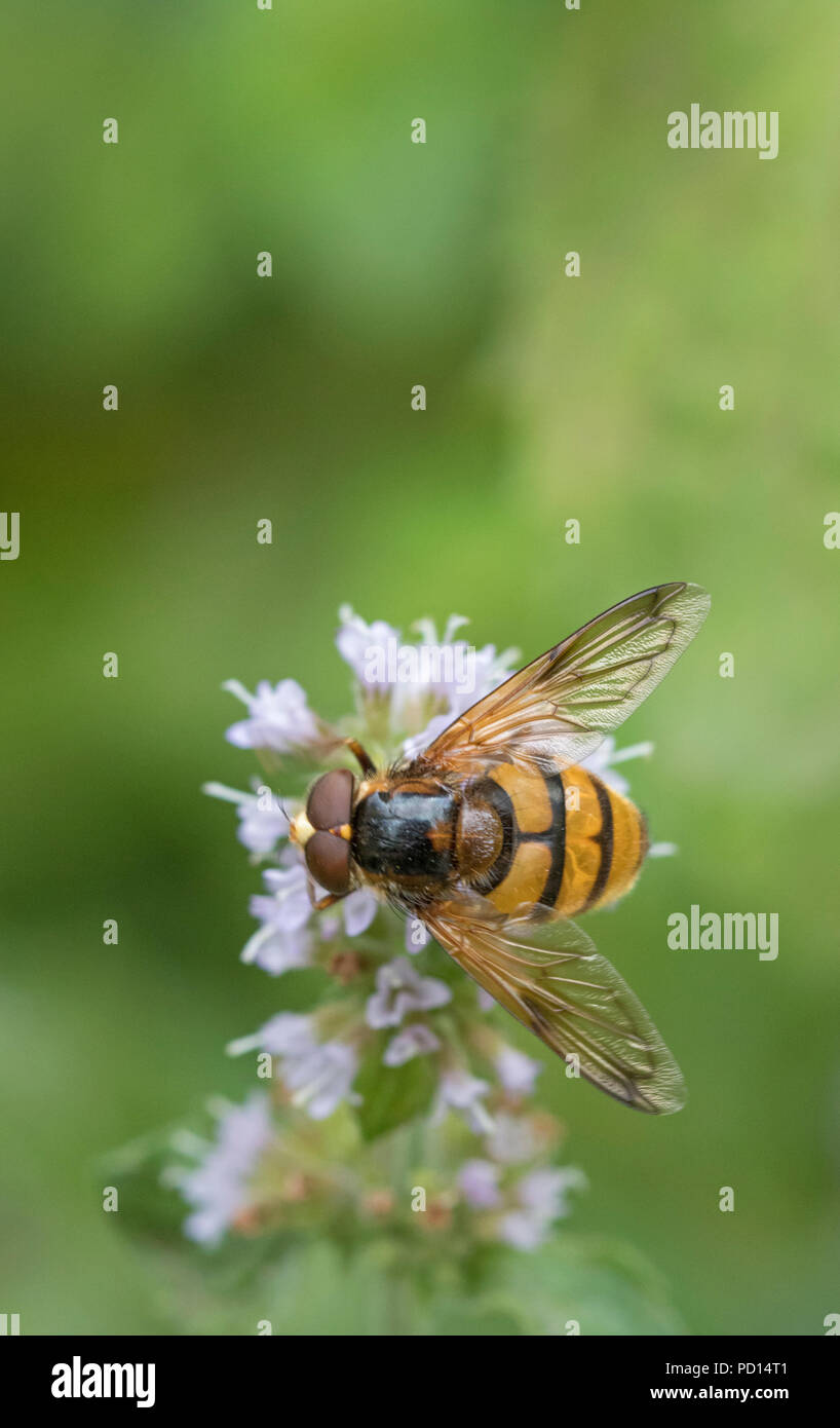 Hoverfly Volucella inanis (Syrphidae), Inghilterra, Regno Unito Foto Stock