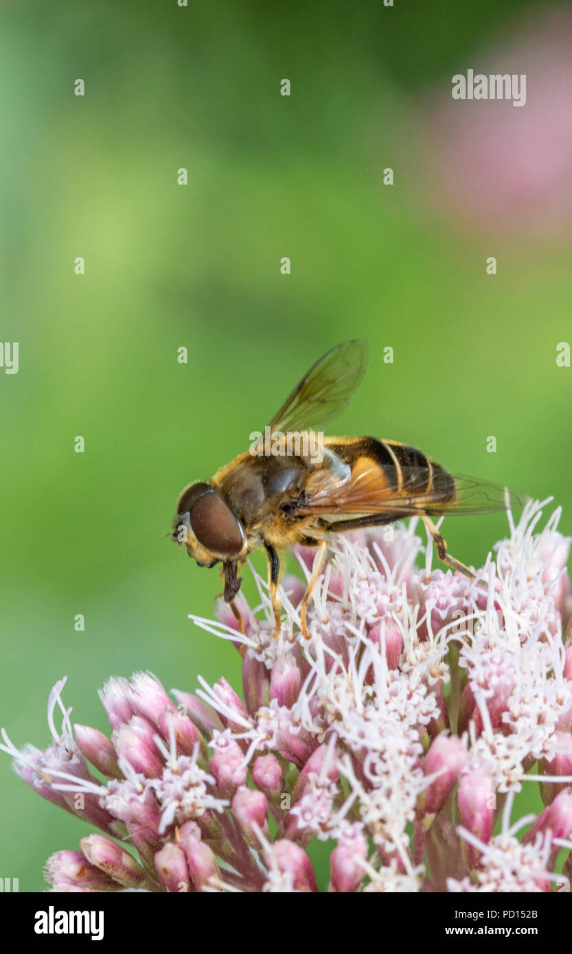 Hoverfly Volucella inanis (Syrphidae), Inghilterra, Regno Unito Foto Stock