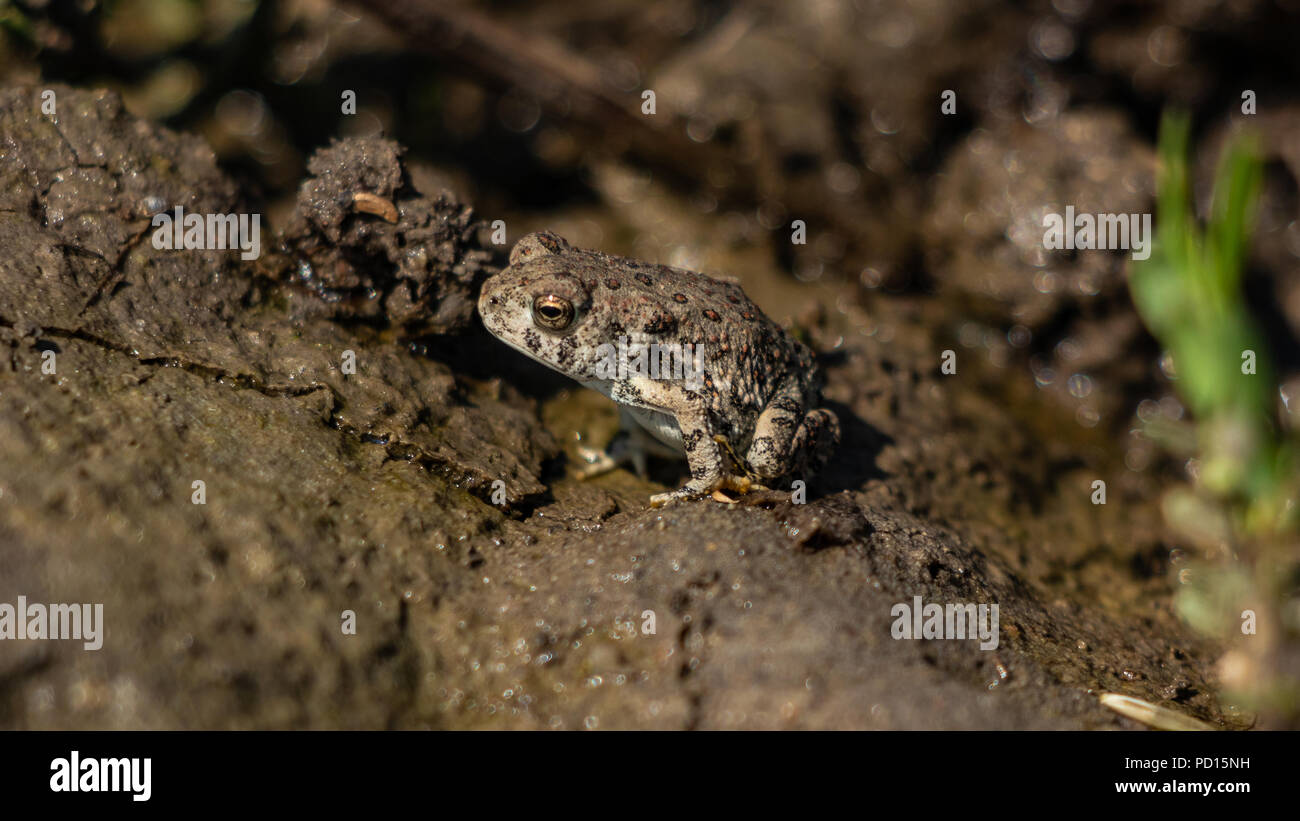 Red Spotted Toad, Anaxyrus punctatus, Jefferson county, Colorado, Stati Uniti d'America Agosto 4 2018 Foto Stock