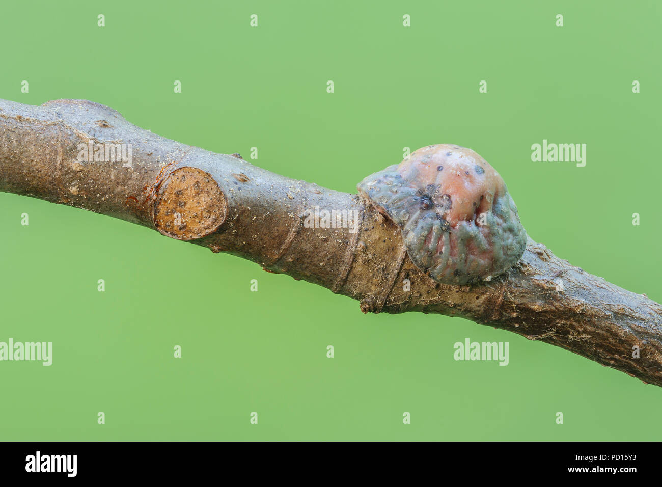 Una femmina matura Tuliptree scala (Toumeyella liriodendri) attaccato ad un ramo di un Tuliptree, che mostra anche un precedente punto di attacco. Foto Stock