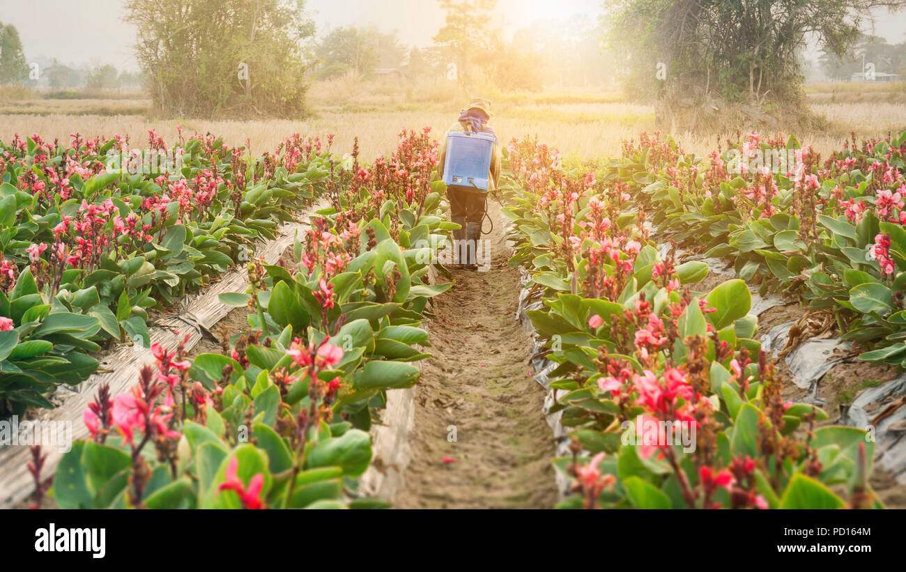 Piantatrice la spruzzatura di pesticidi nella partizione Canna al tramonto. Foto Stock