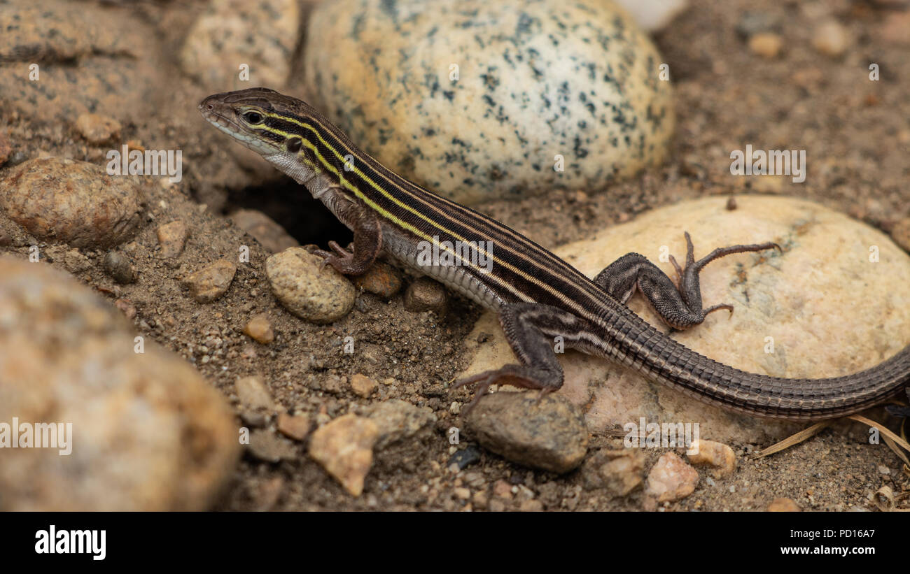 Sei rivestita Racerunner, Aspidoscelis sexlineata, Golden, Colorado, Stati Uniti d'America Agosto 5 2018 Foto Stock