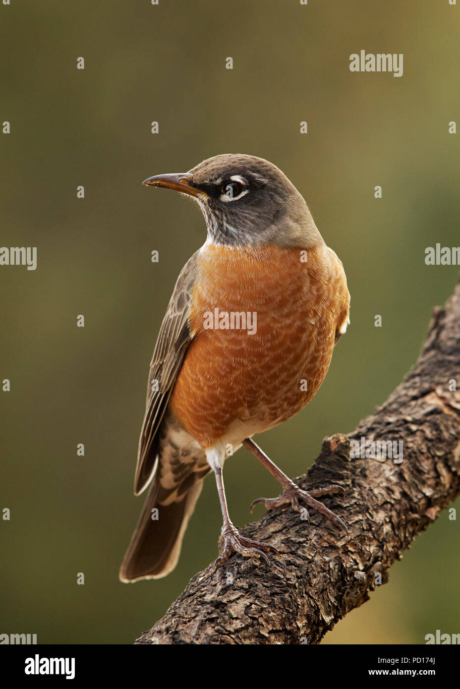 American Robin (Turdus migratorius), Sacramento County in California Foto Stock