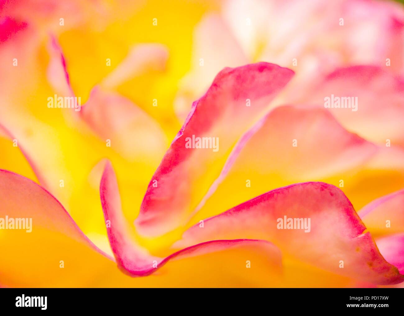 Sfondo astratto di petali di rosa Foto Stock
