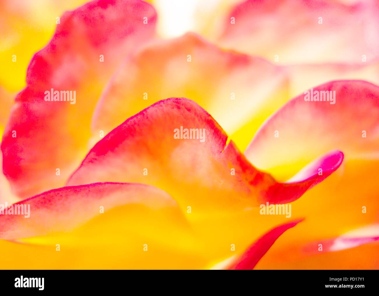 Sfondo astratto di petali di rosa Foto Stock