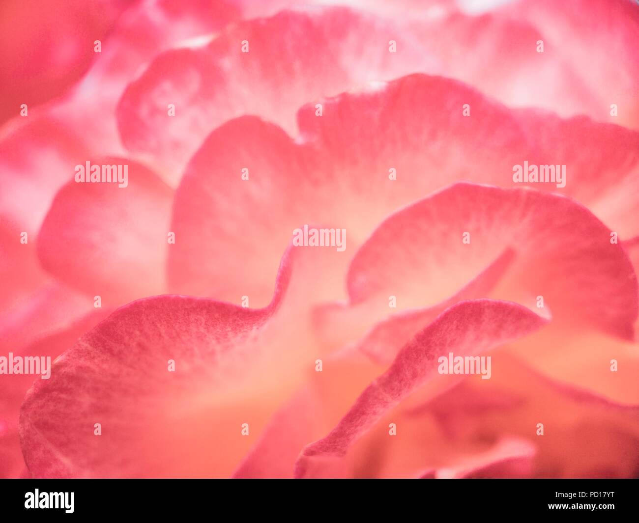 Sfondo astratto di petali di rosa Foto Stock