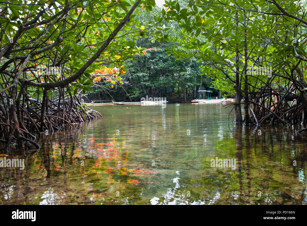 Tropical fiume scorre attraverso gli alberi di mangrovie nel nord di Palawan, Filippine. Foto Stock