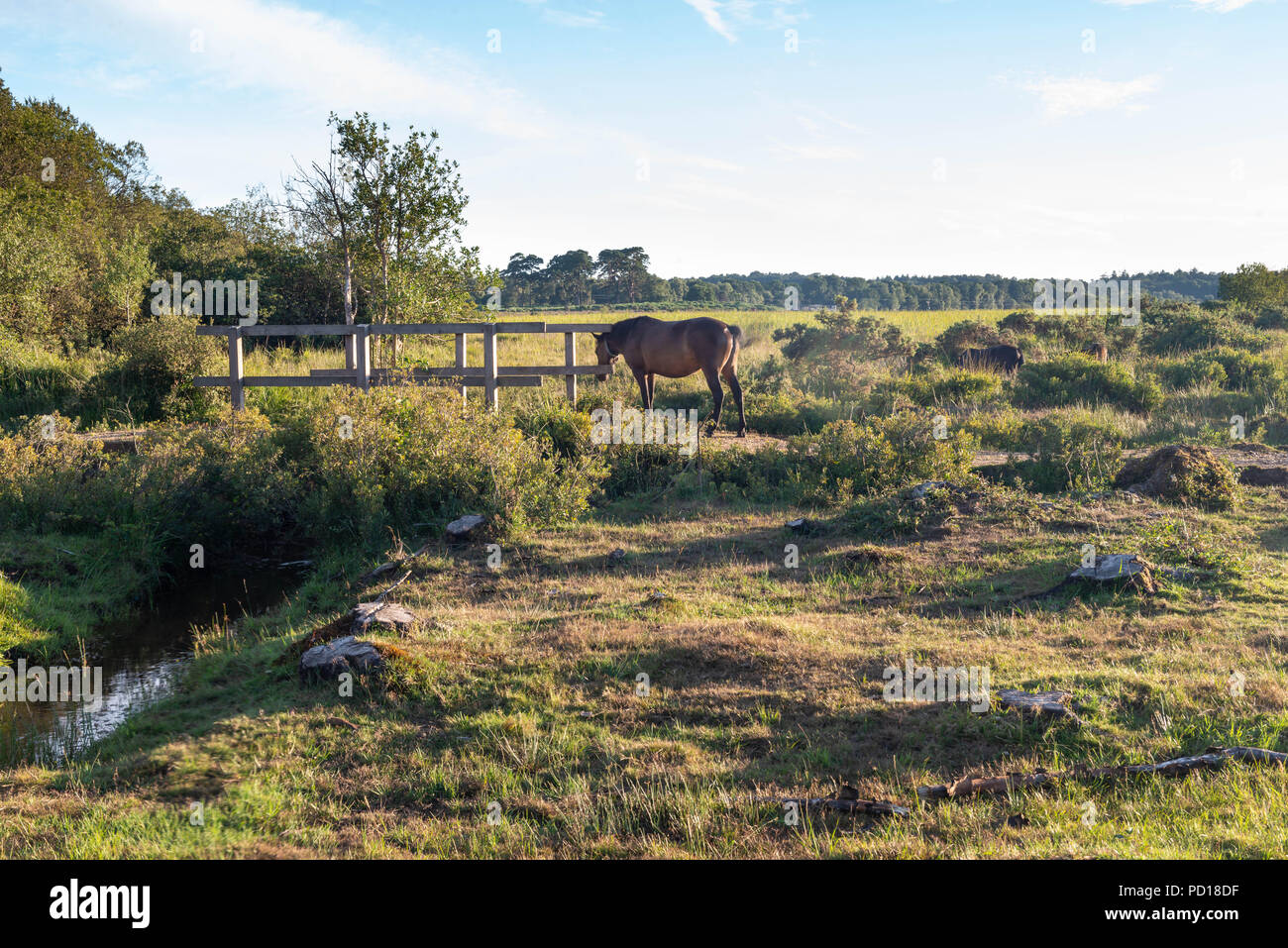 Pony selvatici del nuovo Parco Nazionale Foreste pascolano sul lussureggiante erba estiva in una calda serata. Vicino a Brockenhurst, Hampshire, Regno Unito Foto Stock