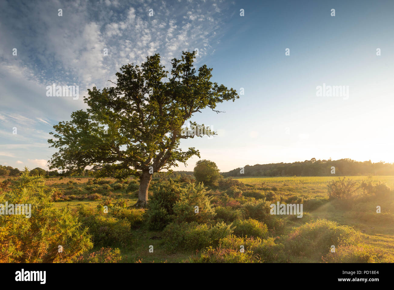 Un lone tree si erge orgogliosa nel paesaggio incontaminato del nuovo Parco Nazionale della Foresta vicino a Brockenhurst, Hampshire, Regno Unito nella stagione estiva. Foto Stock