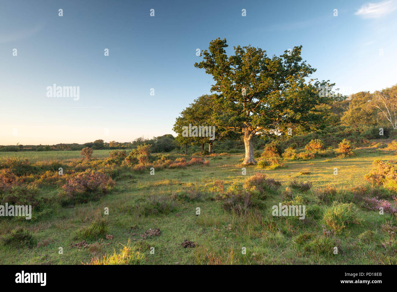 Gli alberi e la brughiera del nuovo Parco Nazionale Foreste aiutano a fornire un bel paesaggio da cui partire per esplorare ulteriormente. Presi nei pressi del villaggio di Br Foto Stock