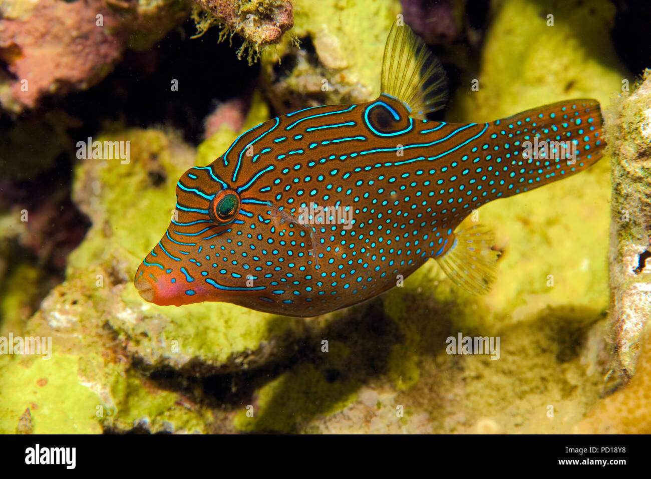 Falso-eyed puffer Papua o toby (Canthigaster papua), Malapascua, Cebu, Filippine Foto Stock