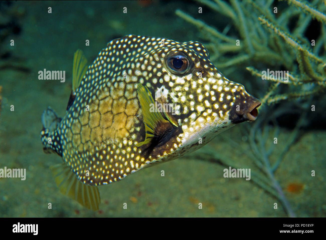 Perlen-Kofferfisch (Lactophrys triqueter), Curacao | Smooth Trunkfish (Lactophrys triqueter), Curacao Foto Stock