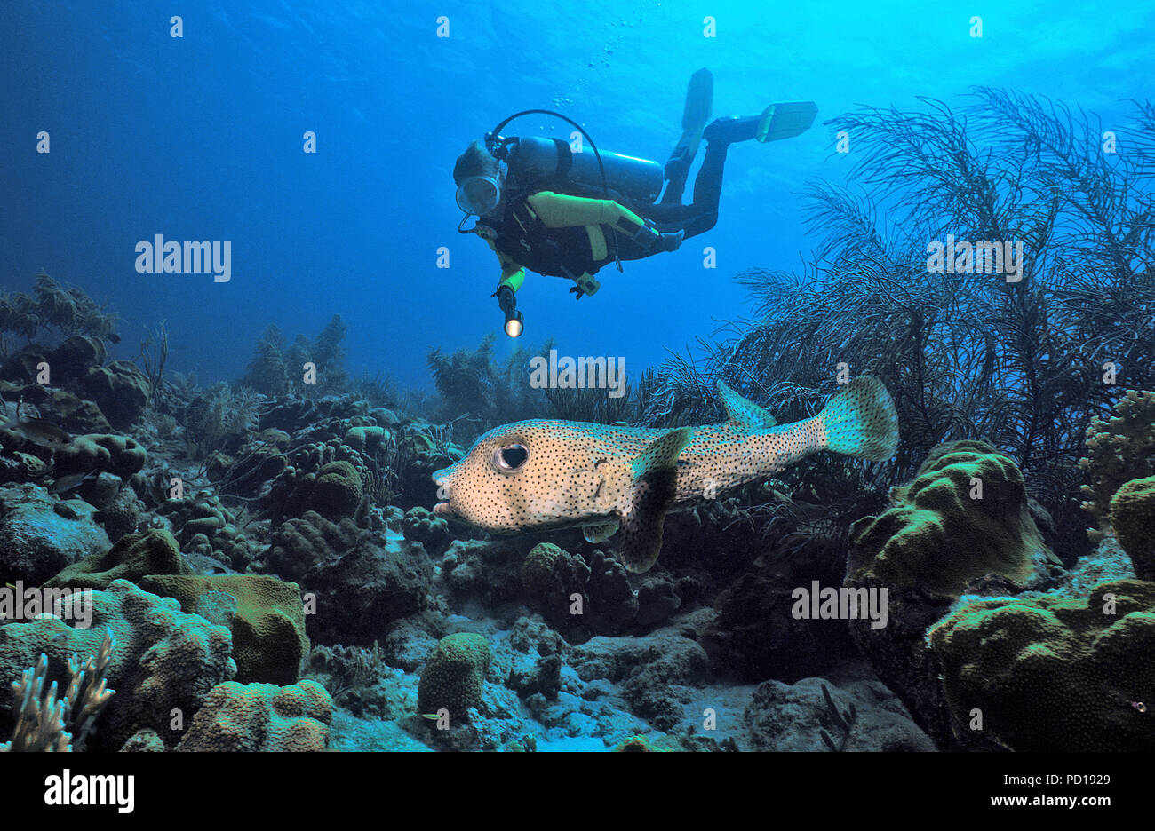 Taucher und Gepunkteter Igelfisch (Diodon hystrix), Curacao | Scuba Diver e macchie nere (porcupinefish Diodon hystrix), Curacao Foto Stock