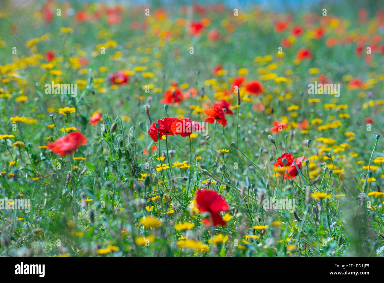 Sidmouth, East Devon, Regno Unito. 5 agosto 2018. Meteo REGNO UNITO: caldo sole e cielo blu in East Devon. Un bellissimo campo di papaveri rossi e fiori selvatici si era visto lungo la costa sud occidentale il percorso vicino a Sidmouth. Credito: Celia McMahon/Alamy Live News Foto Stock