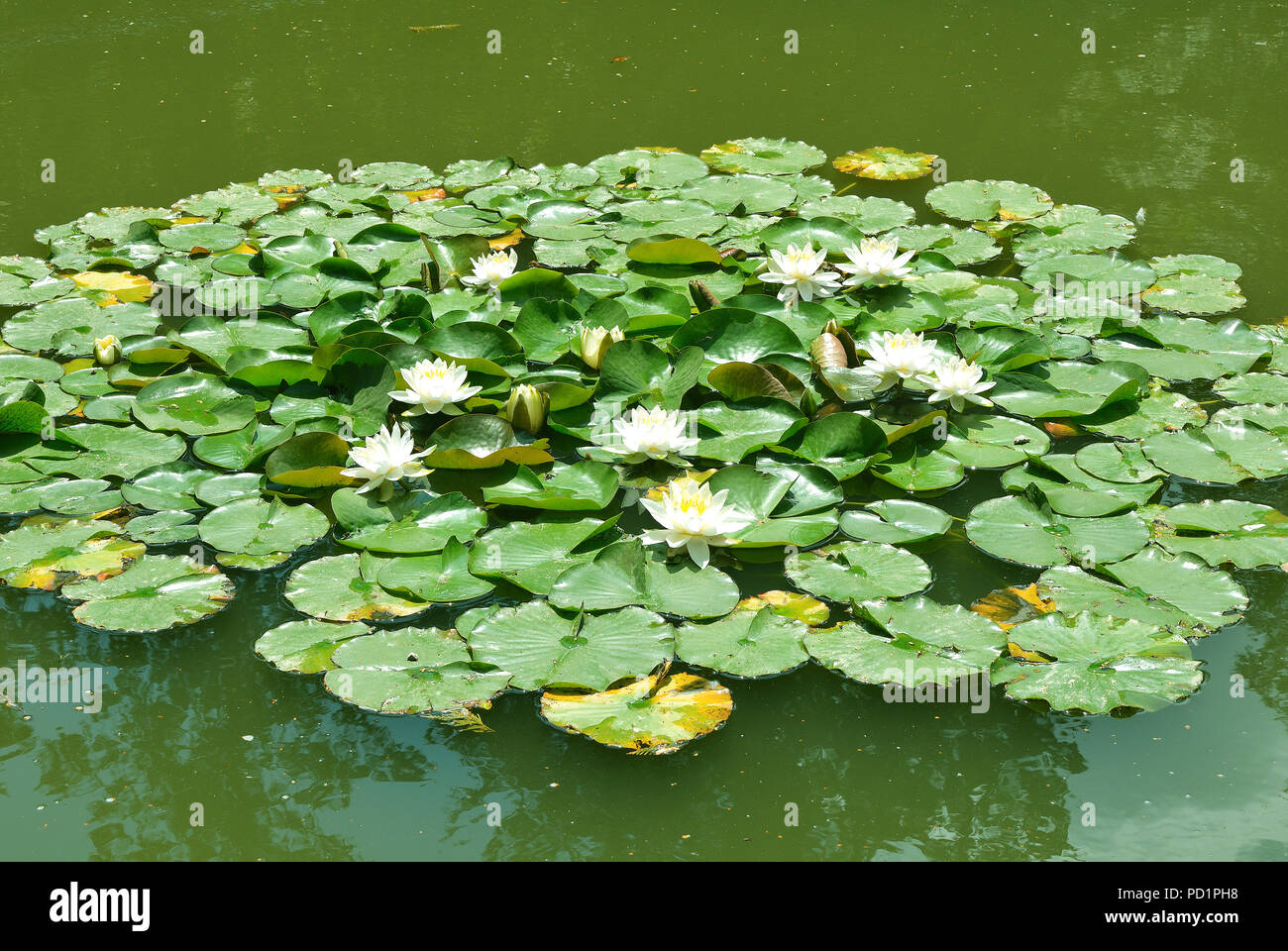 Ninfee in uno stagno. Foto Stock