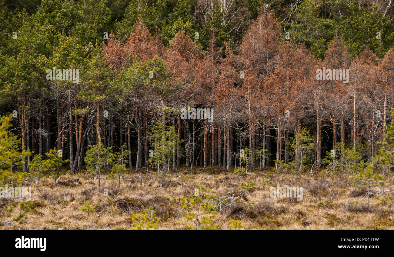 Wild pineta in Romania Foto Stock